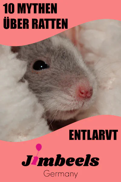Die 10 größten Mythen über Hausratten, entlarvt