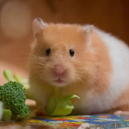 Der Syrische Goldhamster - Ein Gastbeitrag