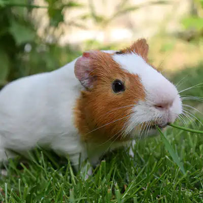 Meerschweinchen Platzrechner