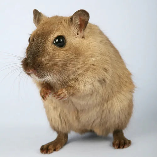 Introduction to the diet of your Mongolian gerbil