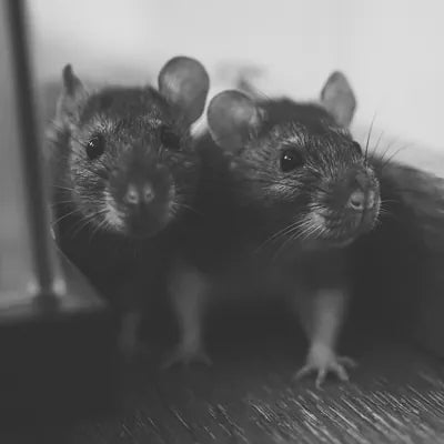 Tierische Rattengrooming-Tipps: Halte Deine Ratten sauber und gesund