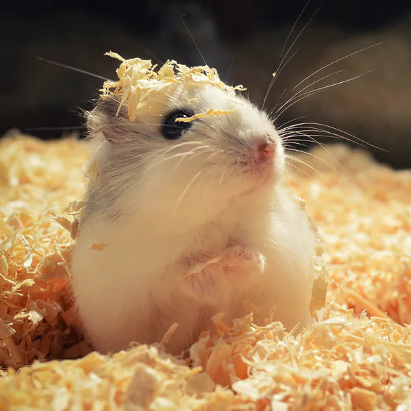 Gesunde Ernährung für Deinen Hamster: Natürliche Vielfalt für kleine Nager