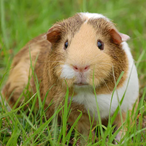 10 Amazing Facts About Guinea Pigs Every Owner Should Know