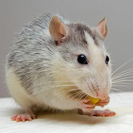 Proper nutrition for pet rats: tips and recommendations