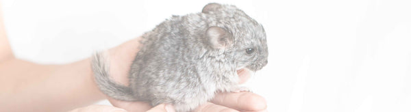 IST ES NORMAL, DASS MEIN CHINCHILLA SEINEN KOT FRISST?