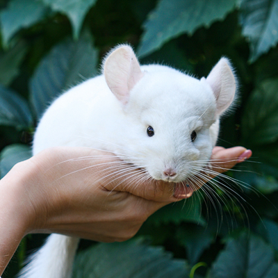 Sozialisierung von Chinchillas: Leitfaden für ein harmonisches Zusammenleben