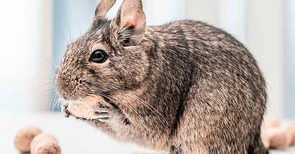 Degus beim Kotfressen beobachtet? Normal oder nicht?