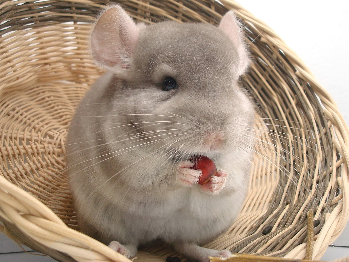 10 faszinierende Fakten über Chinchillas