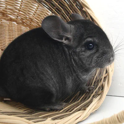 Chinchilla Fun Facts und Trivia: Enthüllung der geheimnisvollen Welt dieser bezaubernden Fellknäuel!