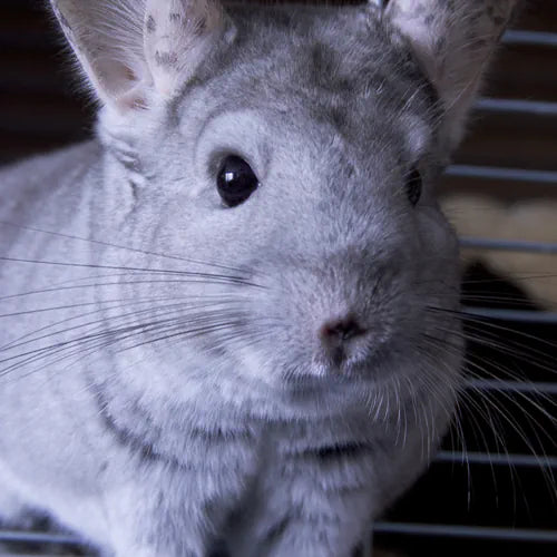 Alt werden mit deinem Chinchilla: Wie lange hüpfen die kleinen Nager durchs Leben?