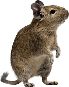 Der ultimative Begleiter für Degu-Besitzer: Unser Degu-Journal