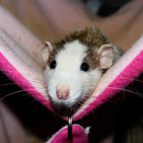 Ernährungsführer für Farbratten: Wie du deine Ratten optimal versorgst